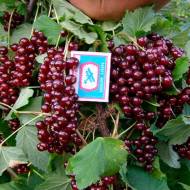 Саджанець Порічка Кияночка